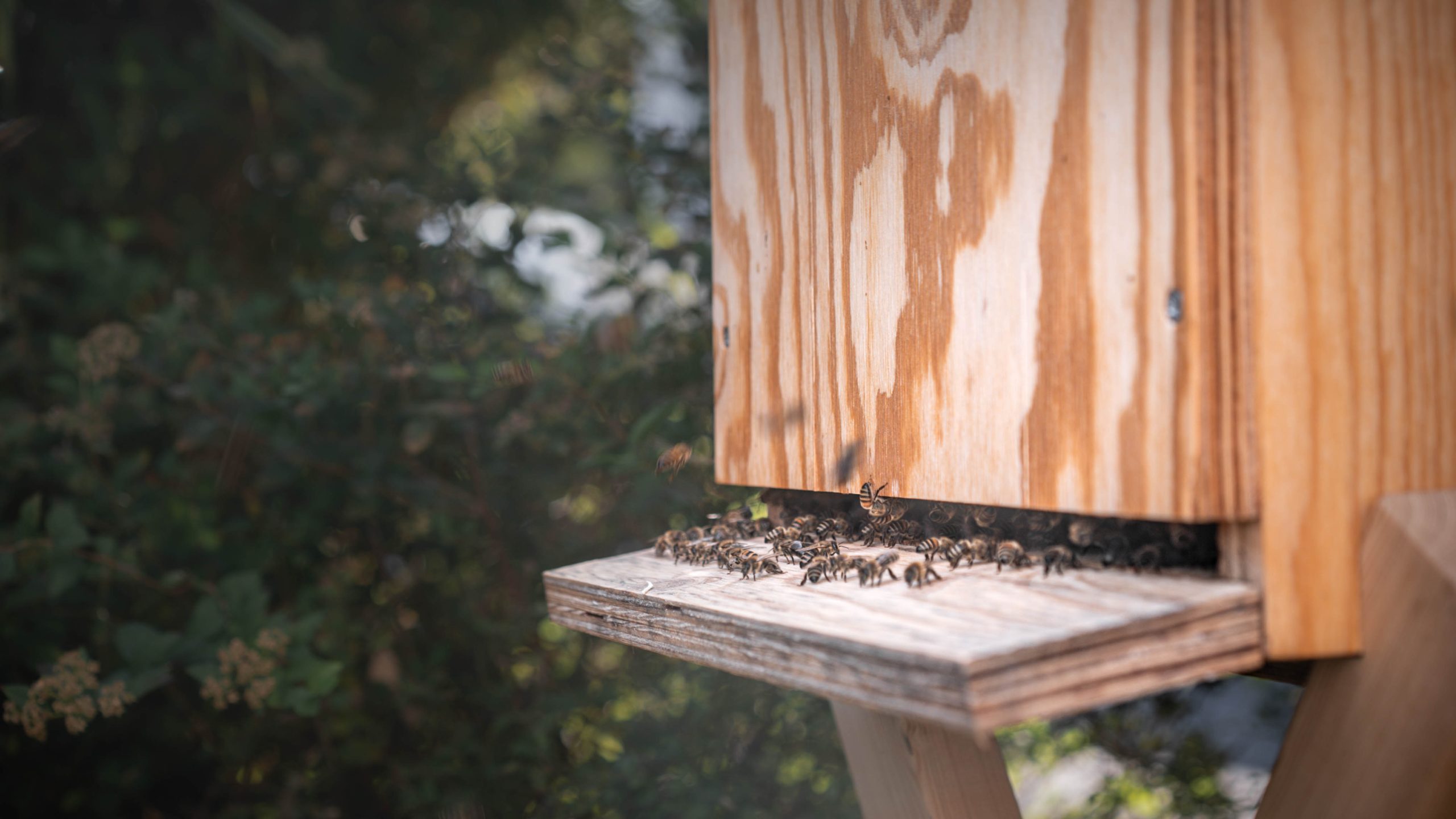 Bienen vor dem Flugloch des Bienenkastens